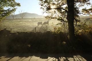 fall fog and cows 