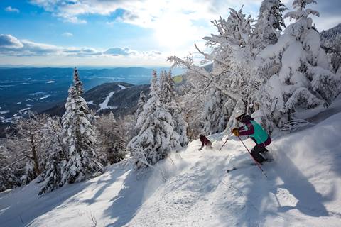 Pow Day Trees Joey
