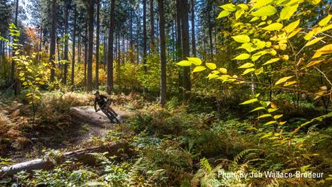 Mountain biker in the fall
