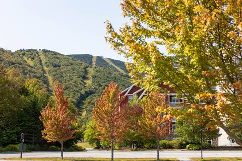 Fall Peeping 