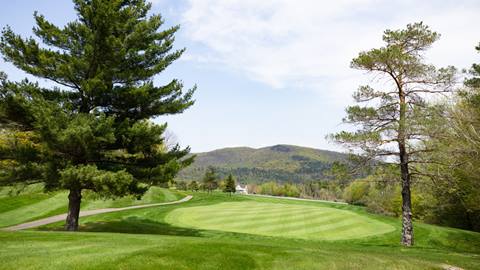 Golf green in the summer