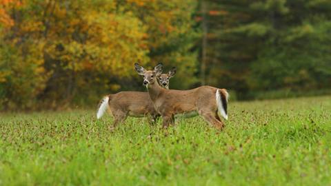 Wild deer spotted in the natural surroundings of Sugarbush Resort