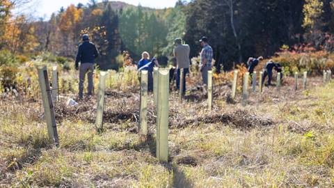 Tree planting initiatives for sustainability at Sugarbush Resort