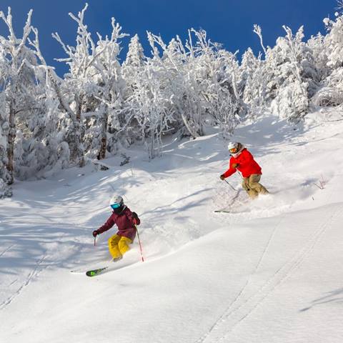 Skiers ripping fresh powder