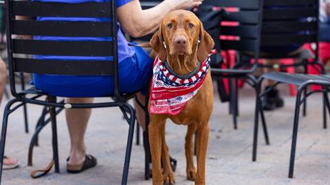 Patriotic puppers