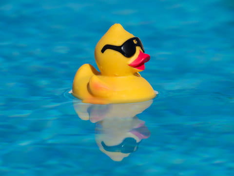 rubber duck with sunglasses floating in pool