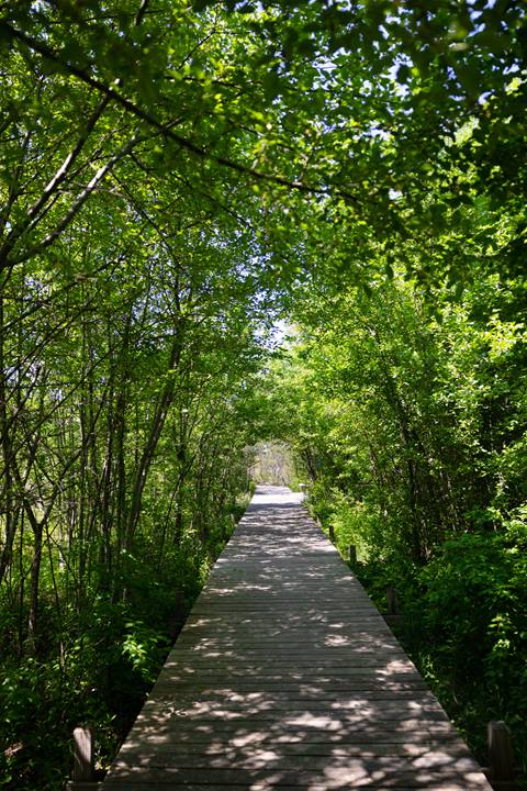 A walking path that is fully covered by arcing plants
