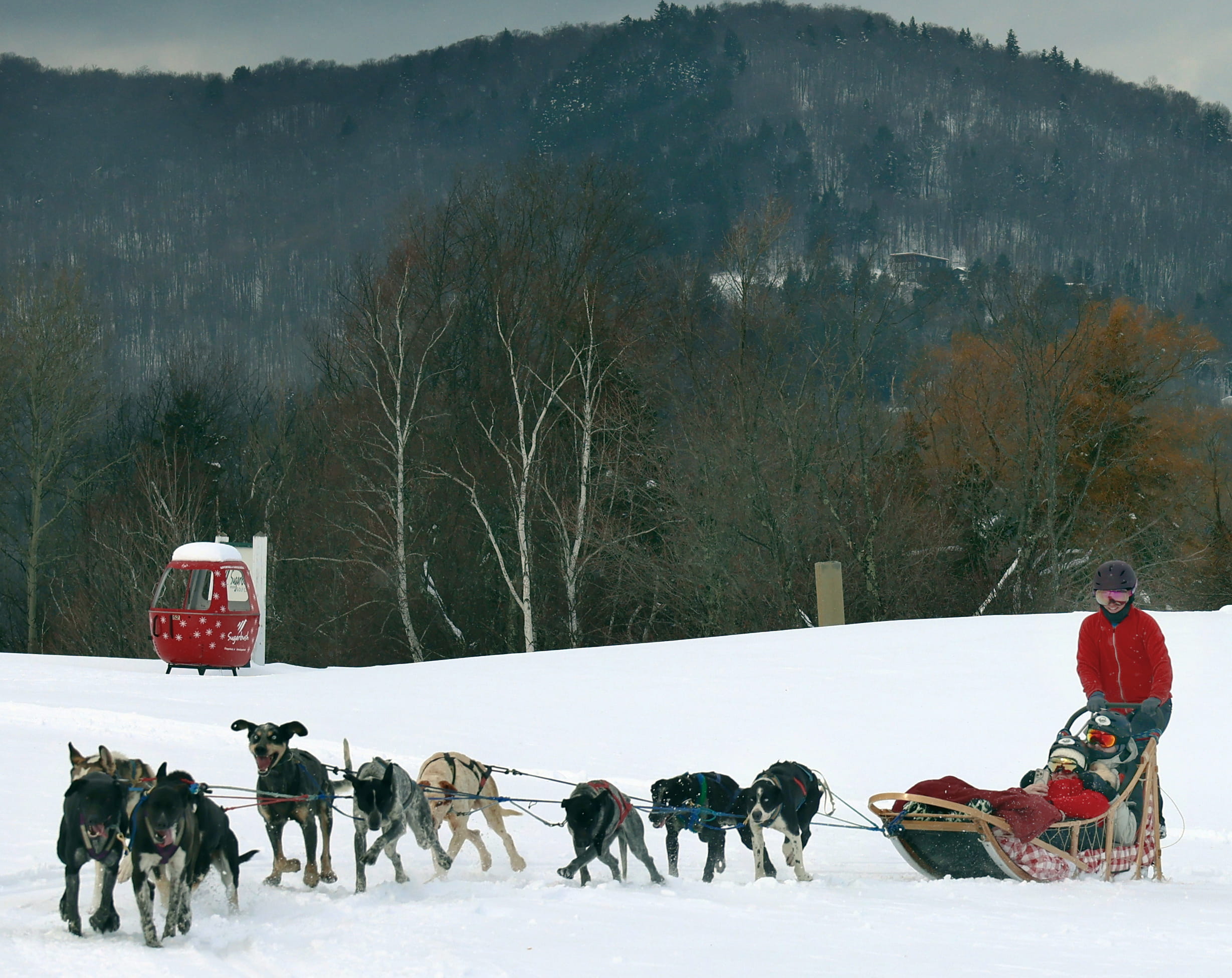 Sled dogs