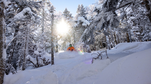 Skier in an orange jacket skiing through powder black lit by the sun. 