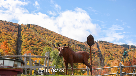 Moose statue in front of Lincoln Peak with fall leaves
