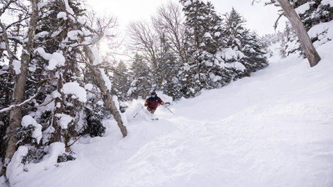 skier riding through powdery woods with sun behind him