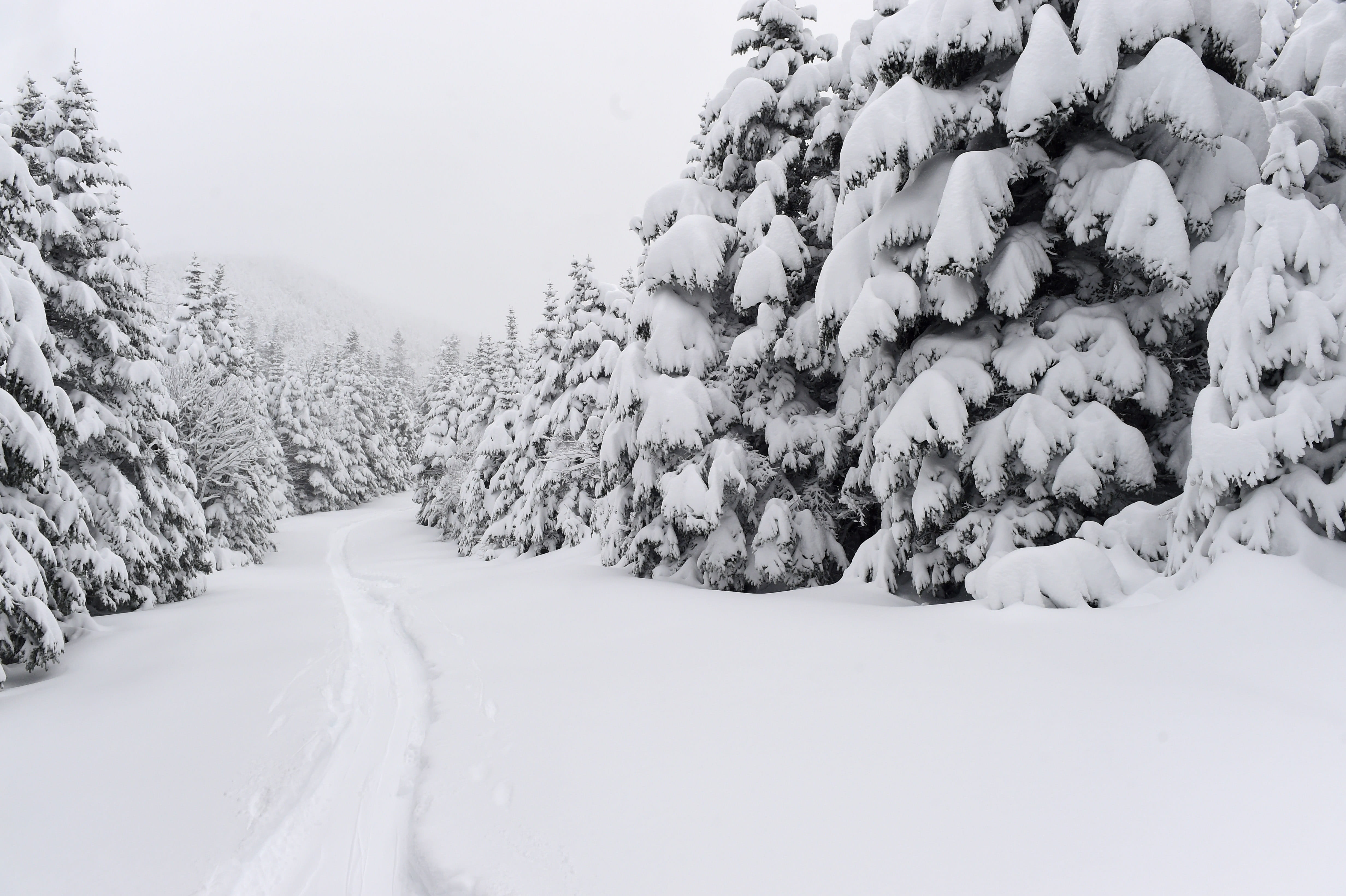 Powder Trees