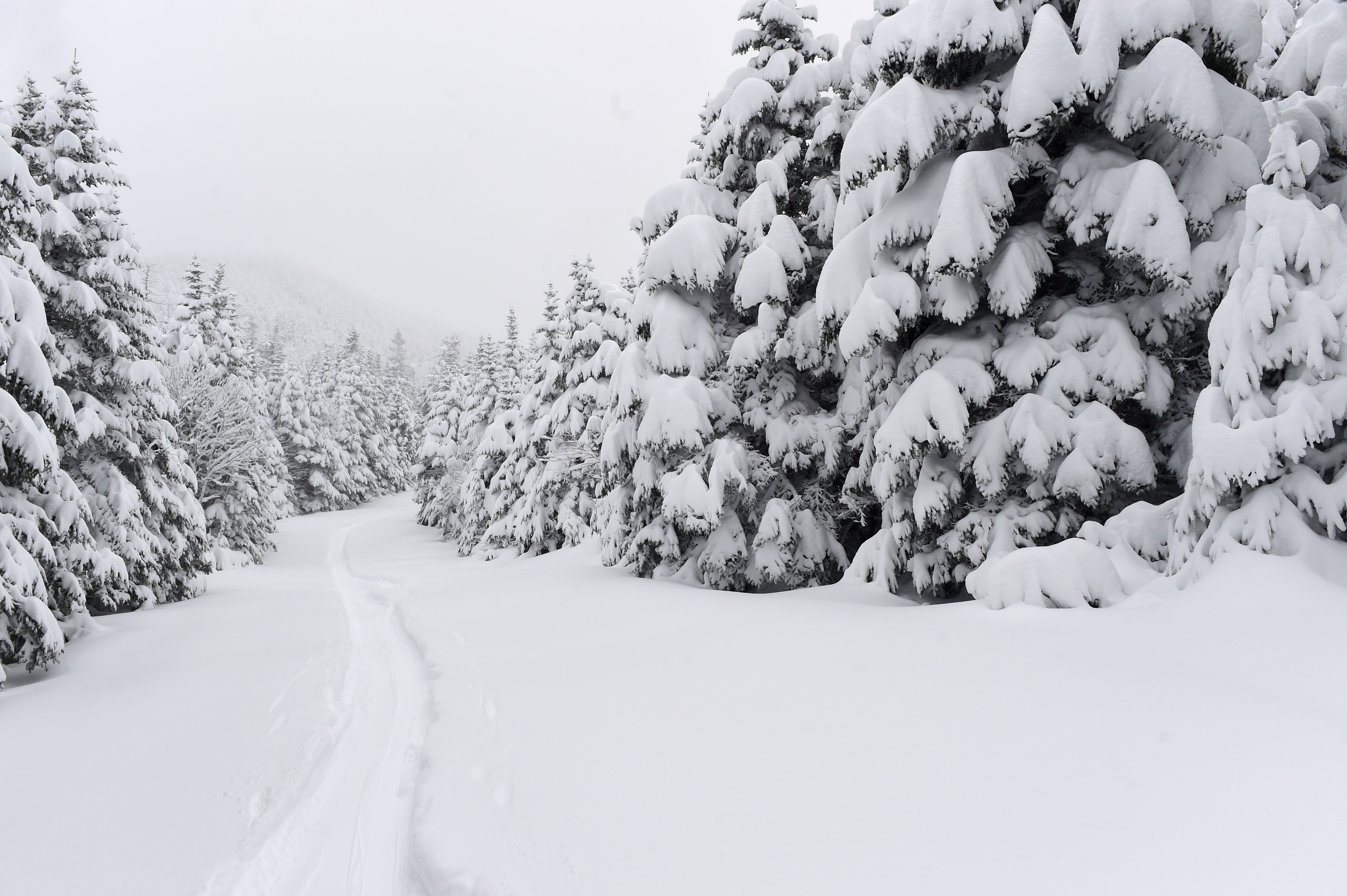 Powder Trees