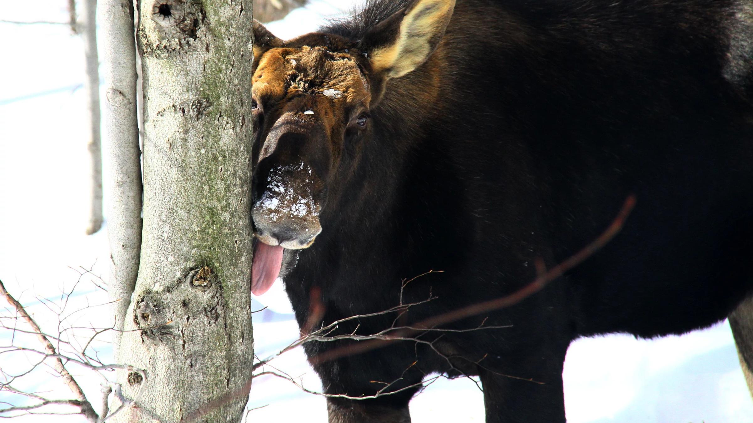 Moose